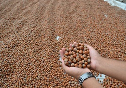 Türkiye'nin 10 aylık fındırk ihracatı