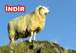 Risale-i Nur'dan vecizeli duvar kağıdı - [indir]