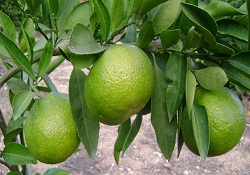 Gazlı mandalinaya dikkat