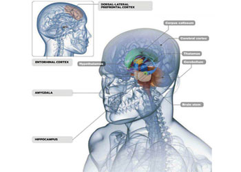 Beynimizin içinde neler var?