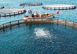 Deniz suyu kirası düştü, yatırım yolda