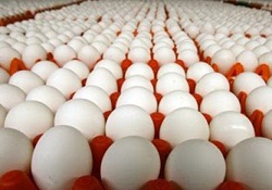Yem Fiyatlarındaki Artış, Yumurta Üreticisini Endişelendiriyor