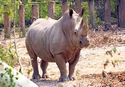 Gergedanların soyu tükenmek üzere