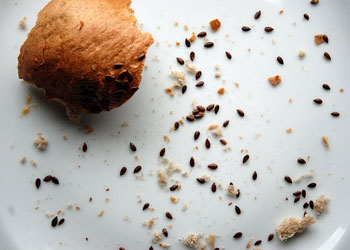 Ekmek kırıntıları, yemek artıklarıyla hayvanları ölümden kurtarabiliriz