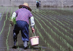 Japonya'da ilk kez pirinçte radyasyon
