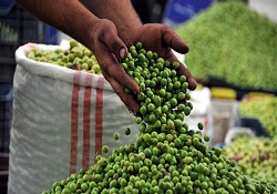 Hem Rekolte Hem De Fiyat Düşük