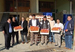 İhracat Başladı Domates Fiyatları Yükseldi