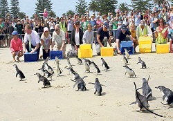 Onlarca penguen, petrol sızıntısı kurbanı