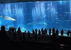 Dünyanın 5’inci büyük akvaryumu Antalya’ya yapılacak