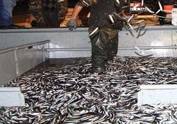 Hamsi fiyatları cep yakıyor