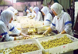 Kestane, şeker olunca fiyatı 10'a katlanıyor