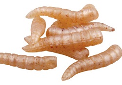 Kurtçuklar uzayda yaşam için umut oldu