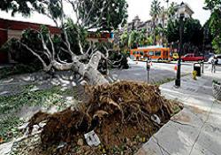 Fırtına yüzbinleri elektriksiz bıraktı