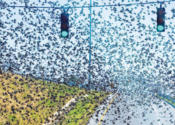 İtalya'da kuşların kış göçü manzarası