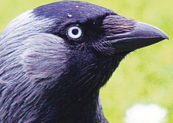 Kargalar, aralarında bebekler gibi anlaşıyor