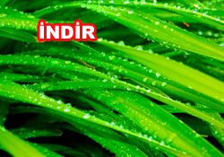 Risale-i Nur'dan vecizeli duvar kağıdı - [indir]