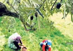 Zeytin ağaçları çiçeğe durdu