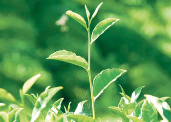 Kainat eczanesinden derde deva bitkiler