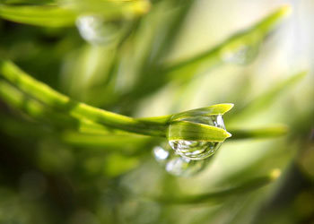 Orada her türden iç açıcı çift bitkiler bitirdik