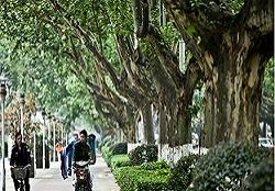 Çin'de 30 yılda 58.9 milyar ağaç dikildi