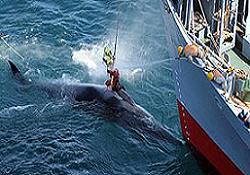 Balina avına dört ülkeden kınama