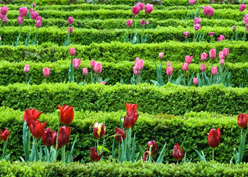 Şefaatçiler beştir...