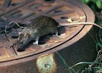 Fareler bile empati kuruyor