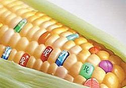 GDO’lu 13 mısır için izin çıktı