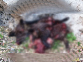 Teröristin üzerinde çıkan ilginç fotoğraf