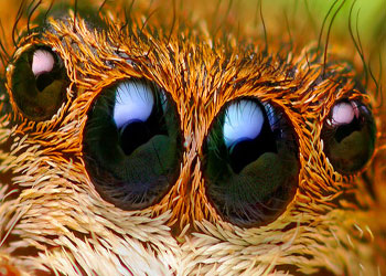 Ruhu olan hiçbir canlıyı hedef ittihaz etmeyin