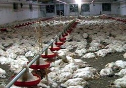 Elektrik kesildi, 22 bin tavuk telef oldu