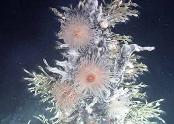 Denizin dibindeki 'gizli alem'-FOTO