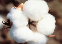 Beyaz altına 'GDO içermez' etiketi