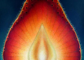 Meyvelere hiç yakından baktınız mı?-FOTO