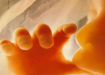 Siz ilk yaratmayı pekiyi biliyorsunuz