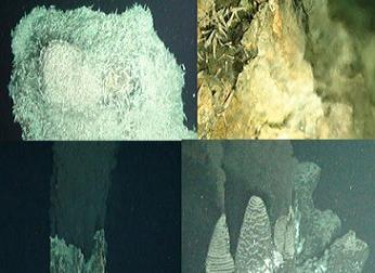 485 derece sıcakta yaşayan canlı bulundu