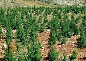 Ege'ye 9 yılda 205 milyon fidan