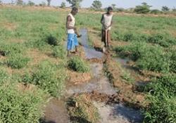 TİKA'dan Sudan'daki Çiftçilere Tohum Yardımı