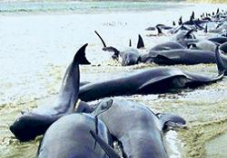 Yeni Zelanda'da 99 balina sahile vurdu, 22'si öldü