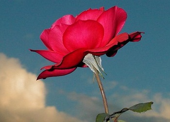 imtihansız bırakılacaklarını mı zannederler?