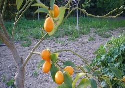 Altın portakalın tanesi 2 lira oldu