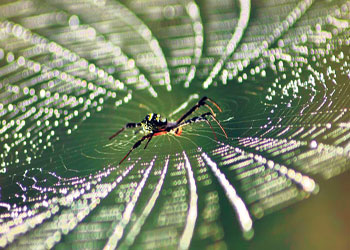 Örümcek ağının gücü nereden geliyor?