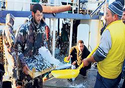 Sardalyenin Kilosu Beş Liraya Düştü