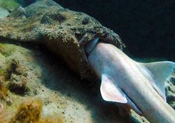 Köpek balığını bir hamlede yuttu