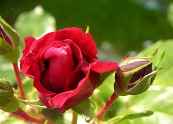 Kulum, nasıl bir zan yürütürse ben öyleyimdir