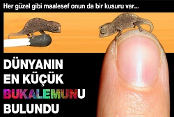 En küçük bukalemun bulundu