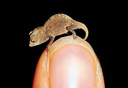 Dünyanın en küçük bukalemunu