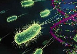 DNA dizilimleri saatler içinde saptanabilecek
