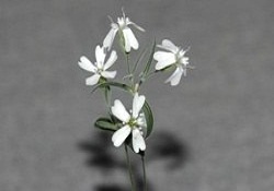 32 bin yıllık donmuş meyveden bitki ürettiler