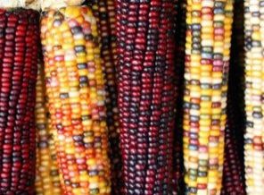 GDO'lu mısırda tümöre özel kurul